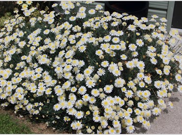 Argyranthemum Parva White Sun