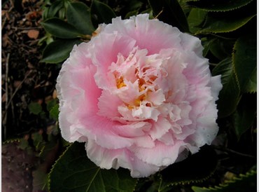 Camellia Japonica Elegans Splendor
