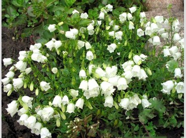 Campanula Cochleariifolia Bavaria White