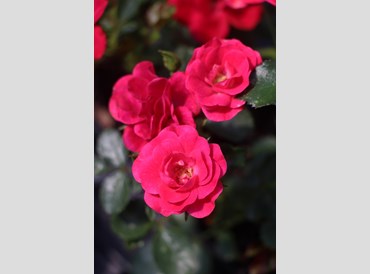 Rose Flower Carpet Cherry - 9cm Pot