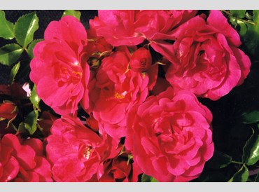 Rose Flower Carpet Pink - 9cm Pot