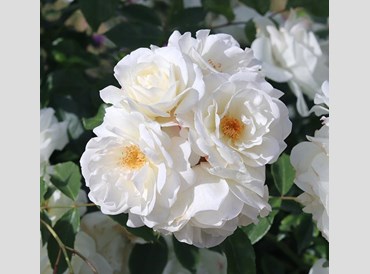 Rose Flower Carpet White - 9cm Pot