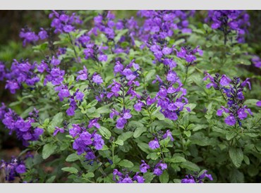 Salvia Microphylla So Cool Purple