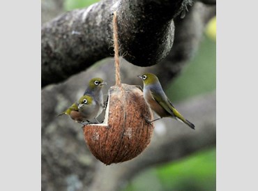 Birds - Wild Bird Feeder - Coconut