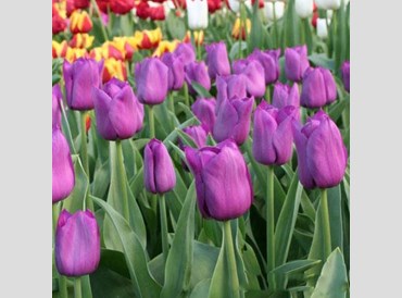 Tulip Purple Prince (5/packet)