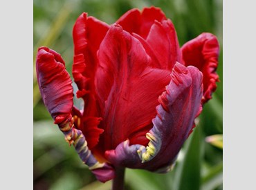 Tulip Rococo (5/packet)